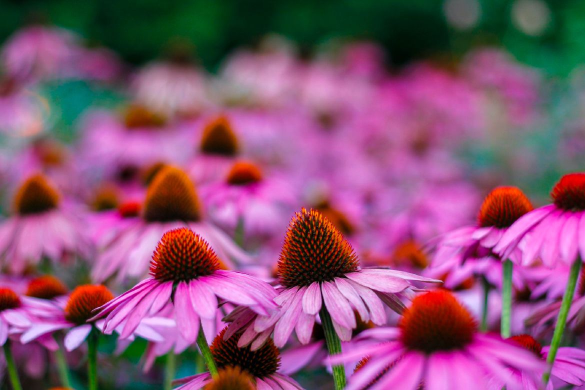 ¿Qué es y para qué sirve la Echinacea Purpurea?